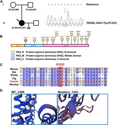 A novel homozygous variant in PADI6 is associate with human cleavage-stage embryonic arrest